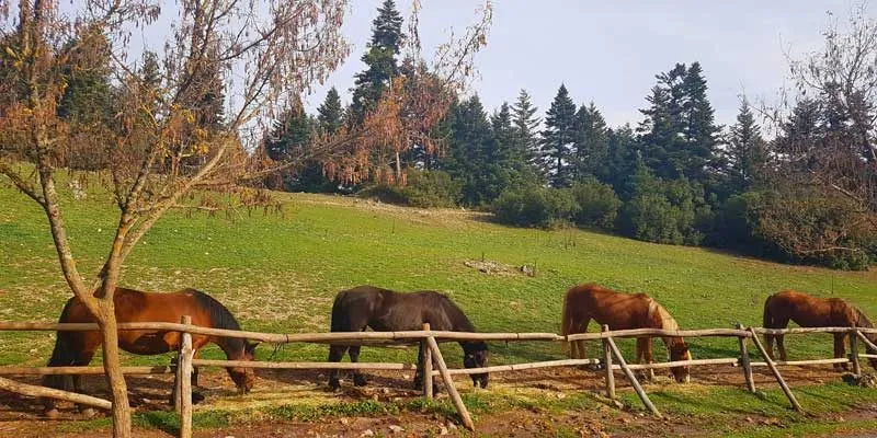 Άλογα βόσκουν στο λιβάδι με τα έλατα πίσω