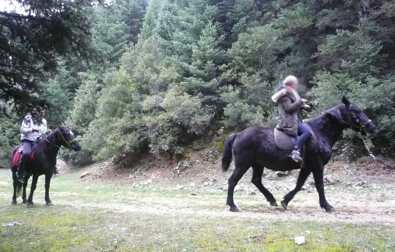 Μαύρο άλογο με αναβάτη ανάμεσα στα έλατα